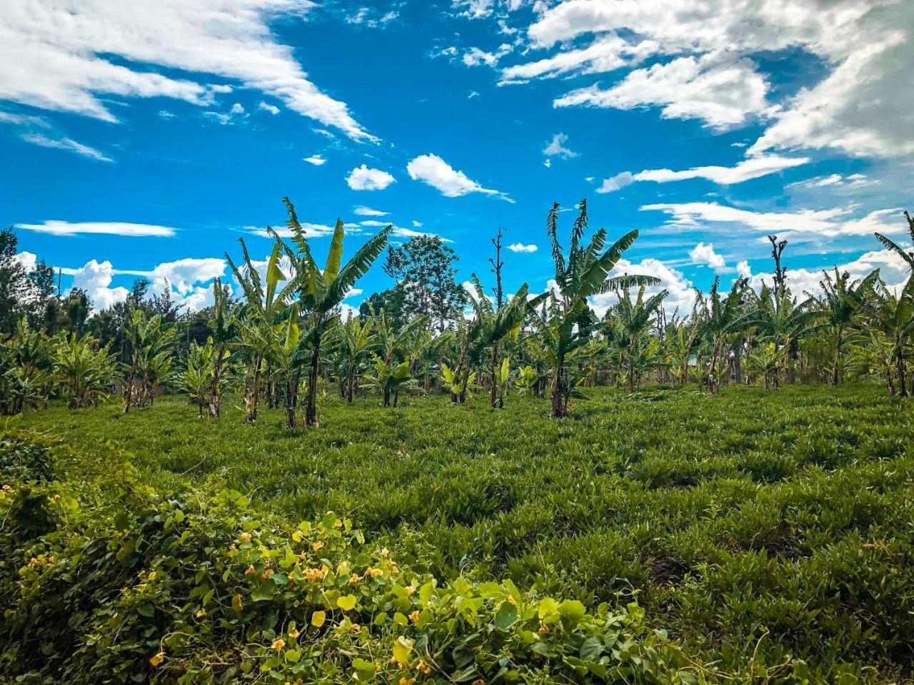 Rightminded Travelling Hostel Arusha Exteriér fotografie